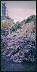 「 千之鸟渊 三色樱 」