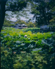 「 镰仓 鶴岡八幡宮 源氏池 」