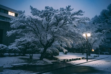 「 雪ノ横市 」