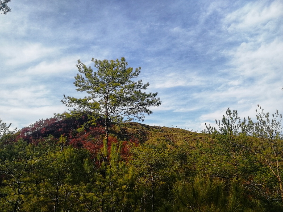 丘陵地区的南风天
