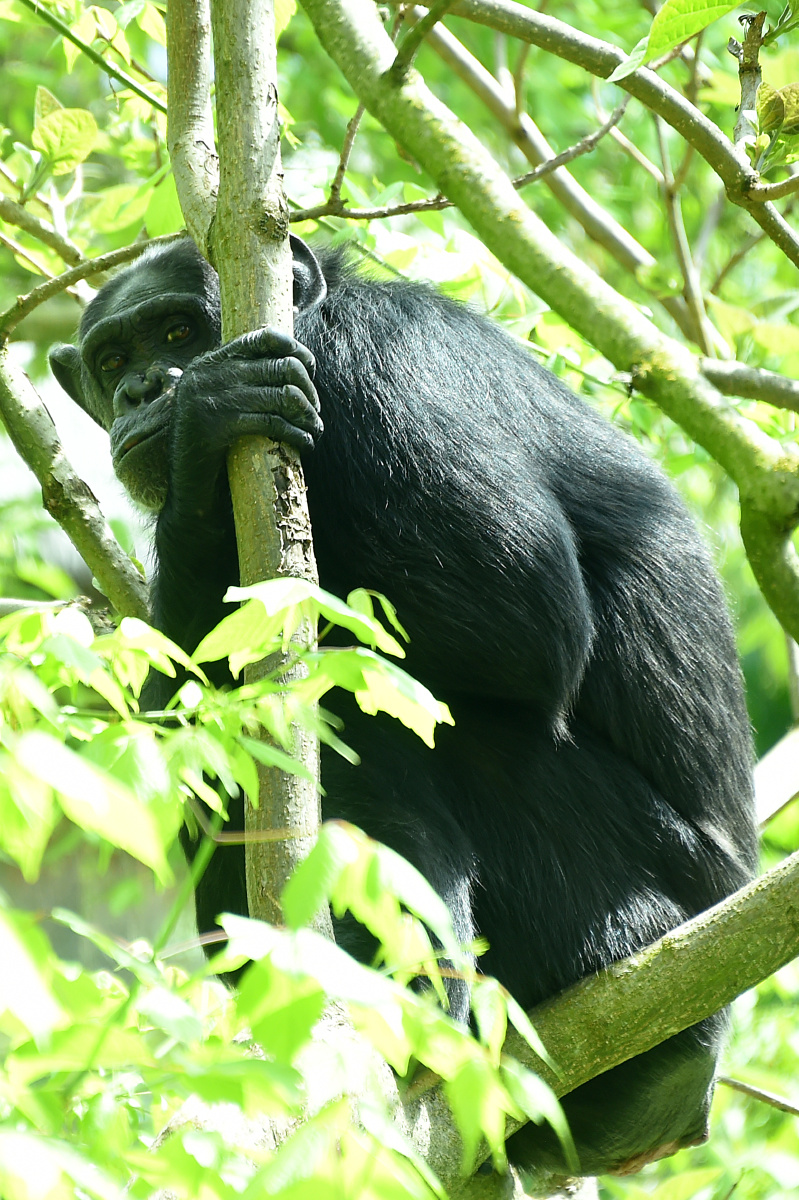 泰王逝世 - 纪实, 城市, 抓拍 - 镝木旋风雄 - 图虫