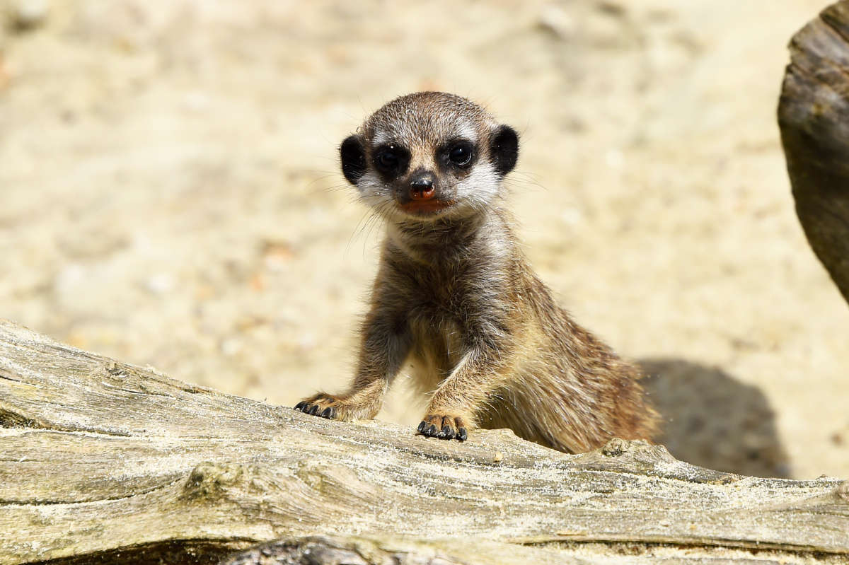 泰王逝世- 镝木旋风雄- 图虫网- 优质摄影师交流