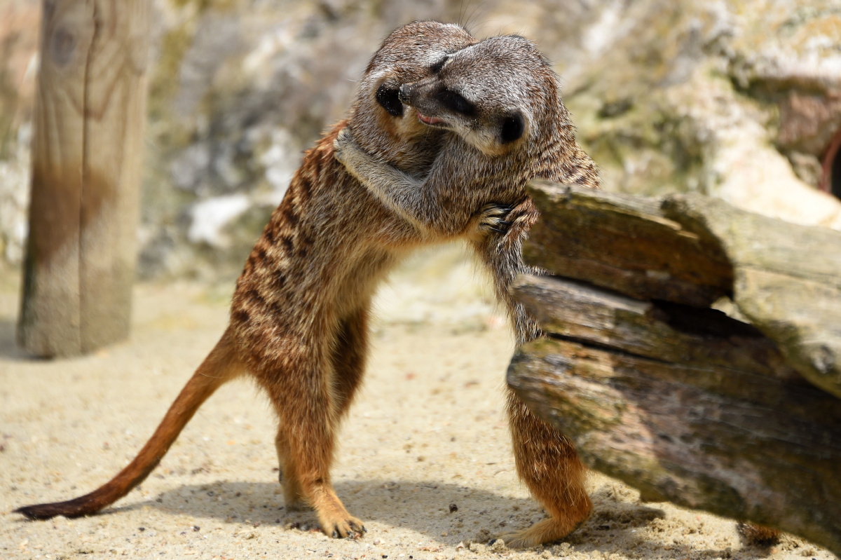 泰王逝世- 镝木旋风雄- 图虫网- 优质摄影师交流