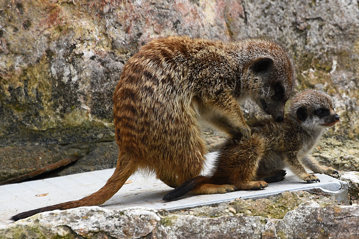 泰王逝世- 镝木旋风雄- 图虫网- 优质摄影师交流