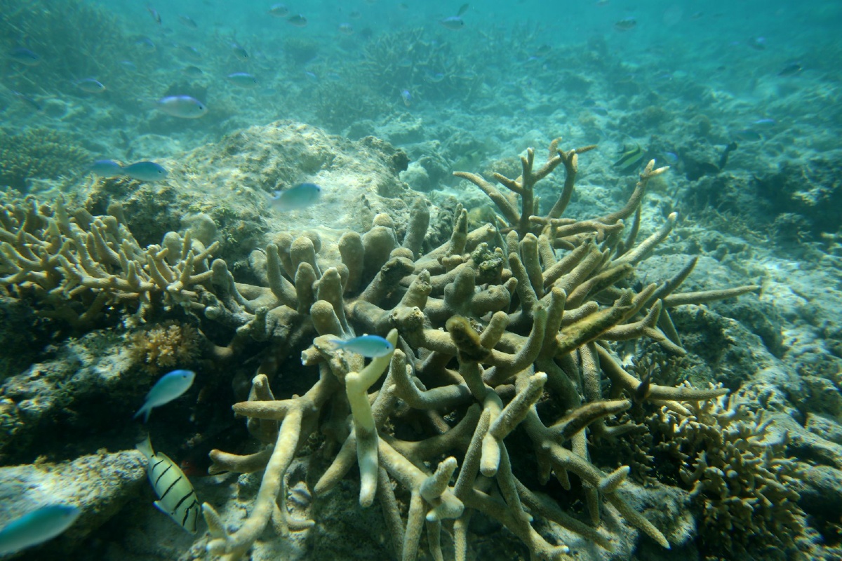 美丽西沙群岛海底美景