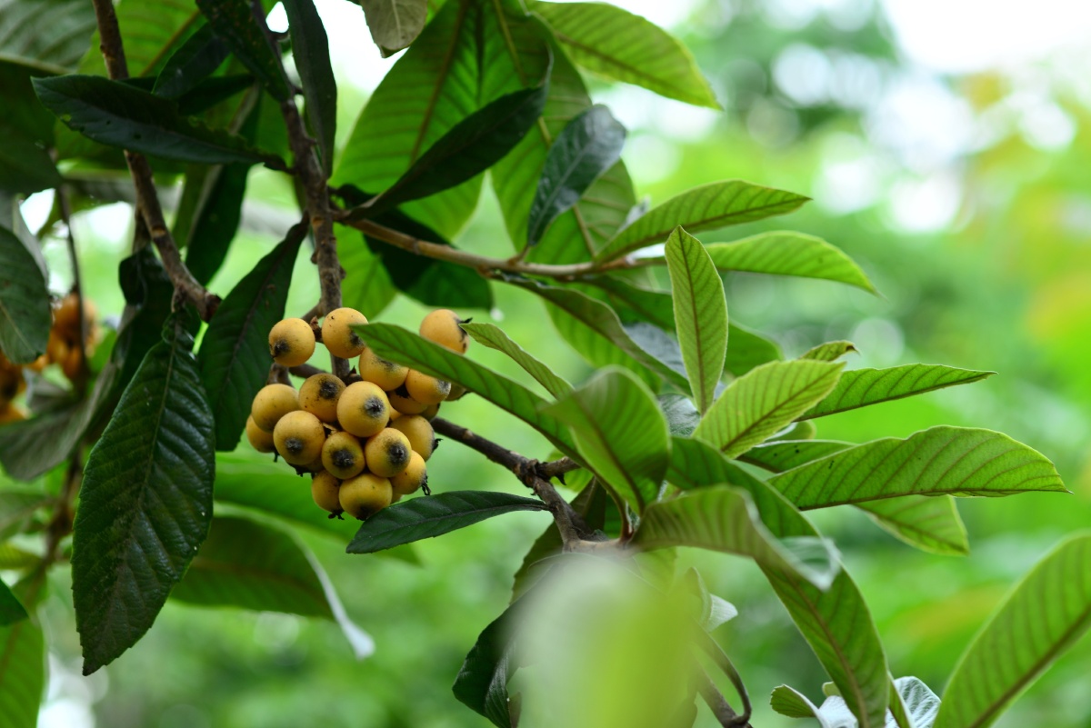 土枇杷,结果太多,好小! - 你帅的掉渣 - 图虫
