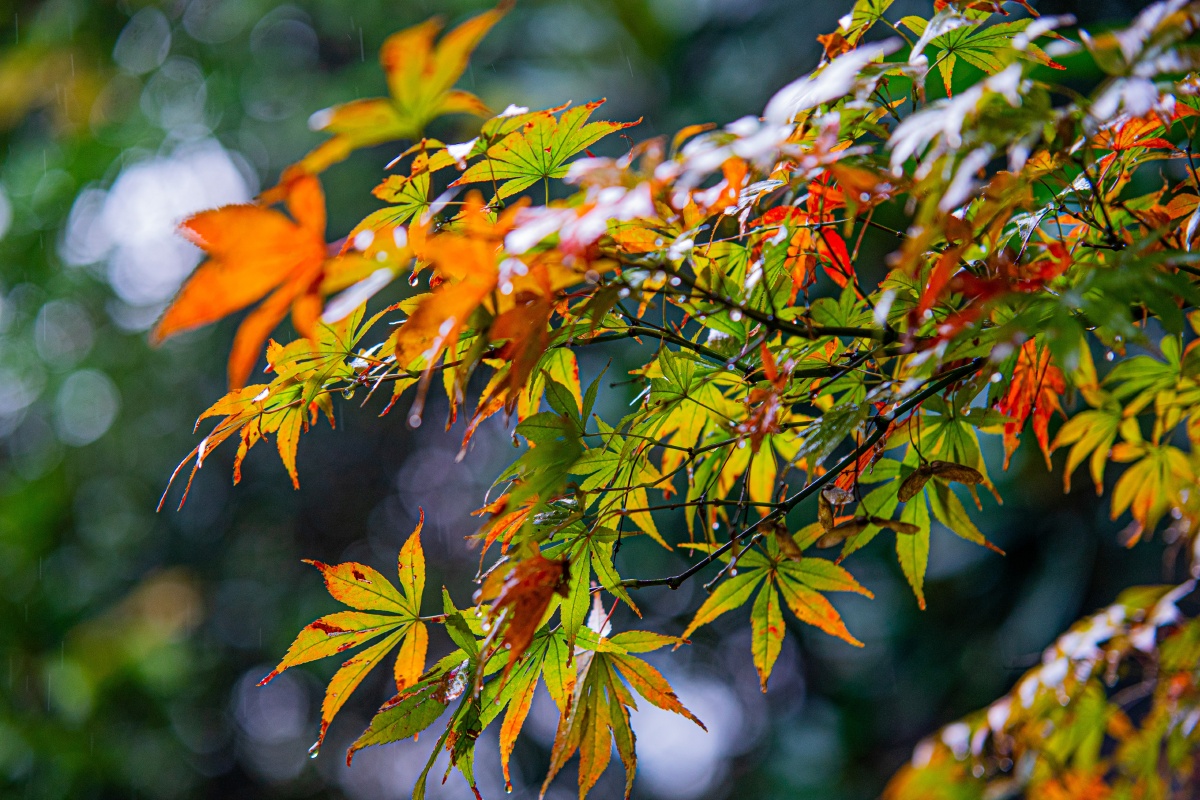 秋雨下的枫叶