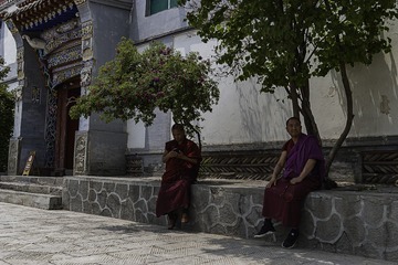 在树荫下