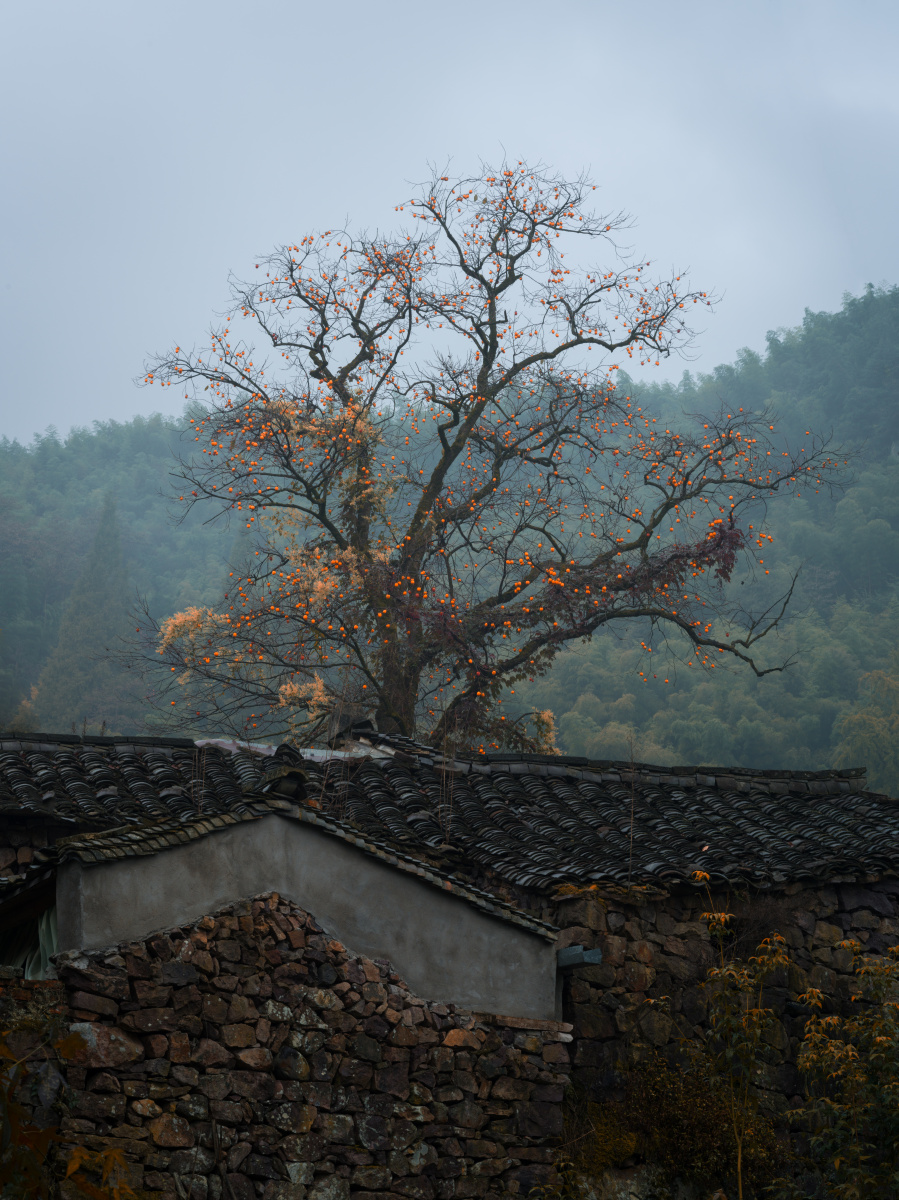 古村庄的柿子树