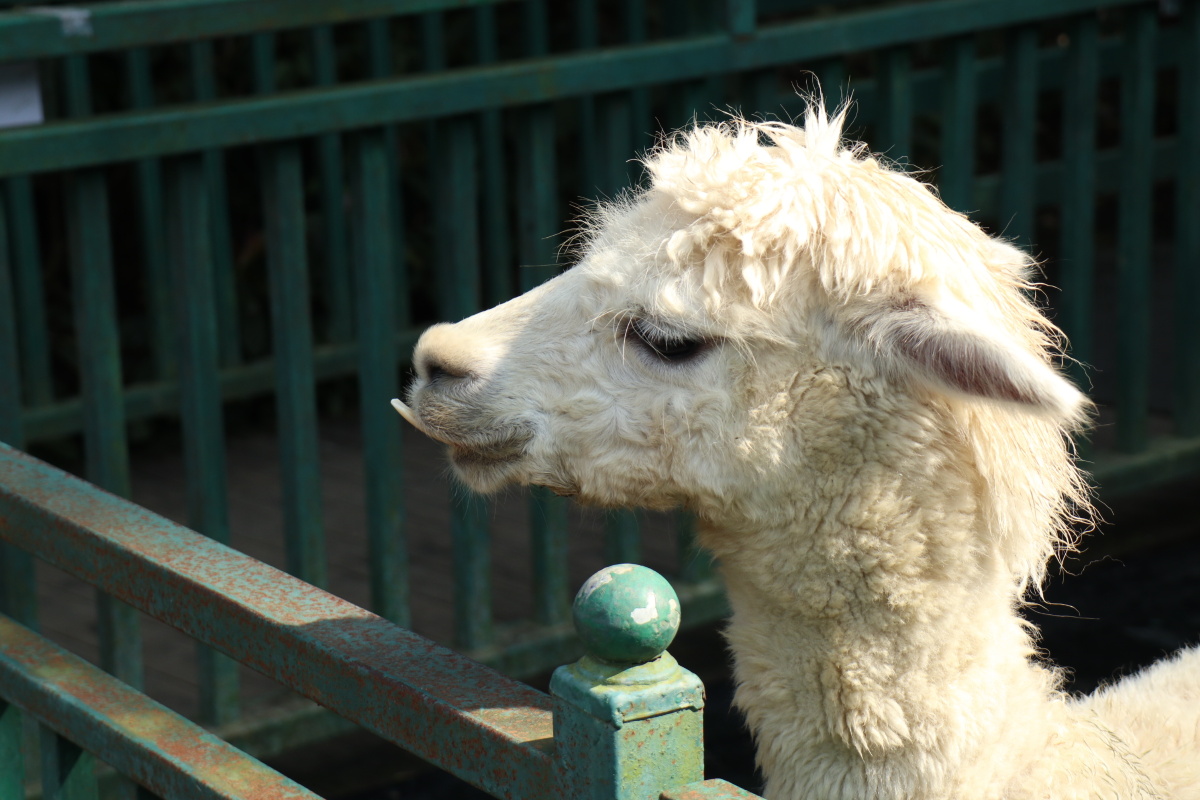 可爱羊驼你笑得真好看