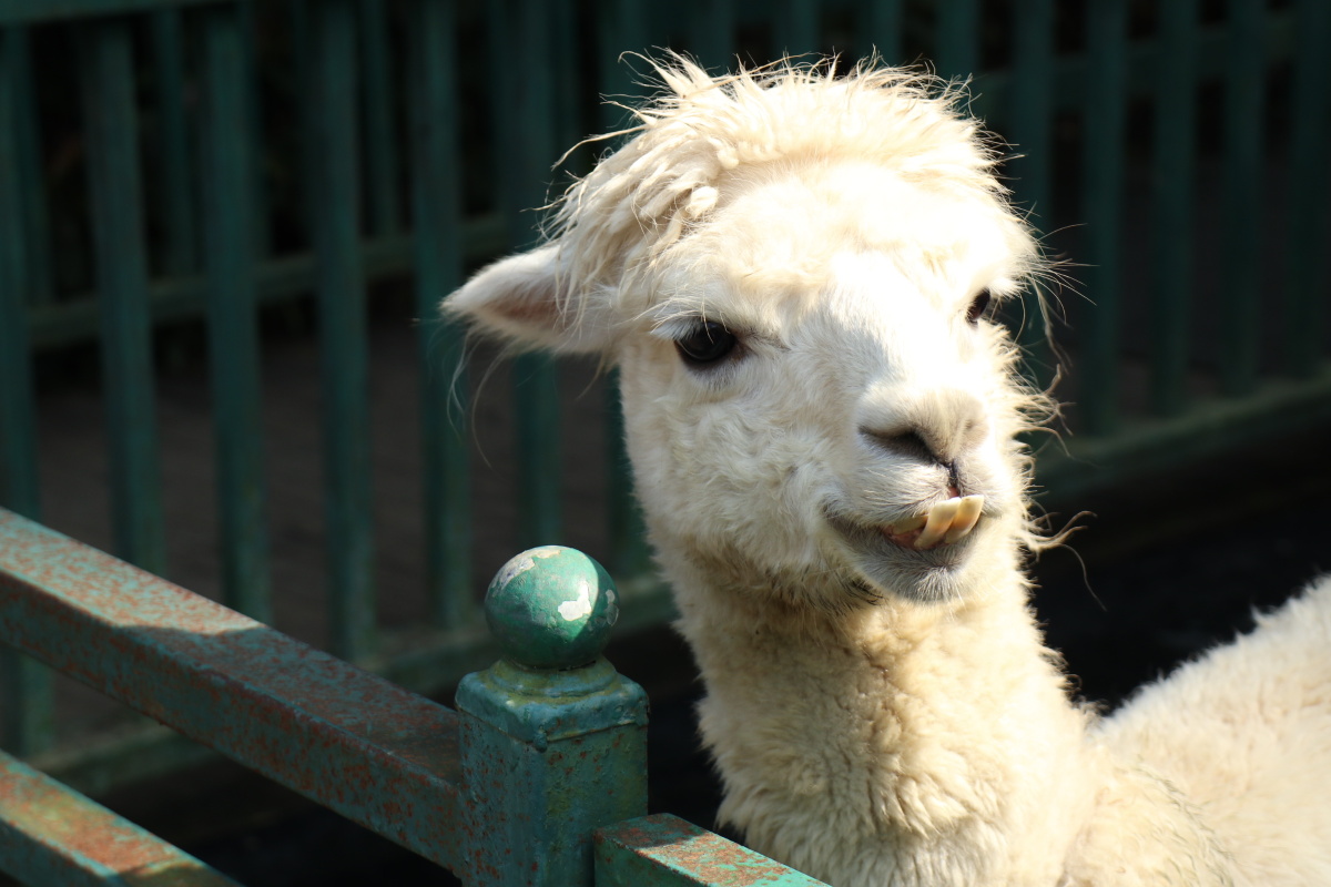 可爱羊驼你笑得真好看