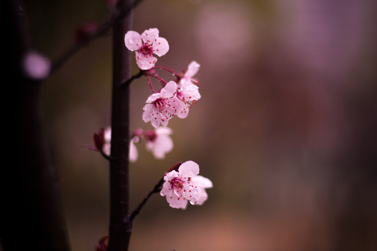 娇艳欲滴 - 清月818 - 图虫