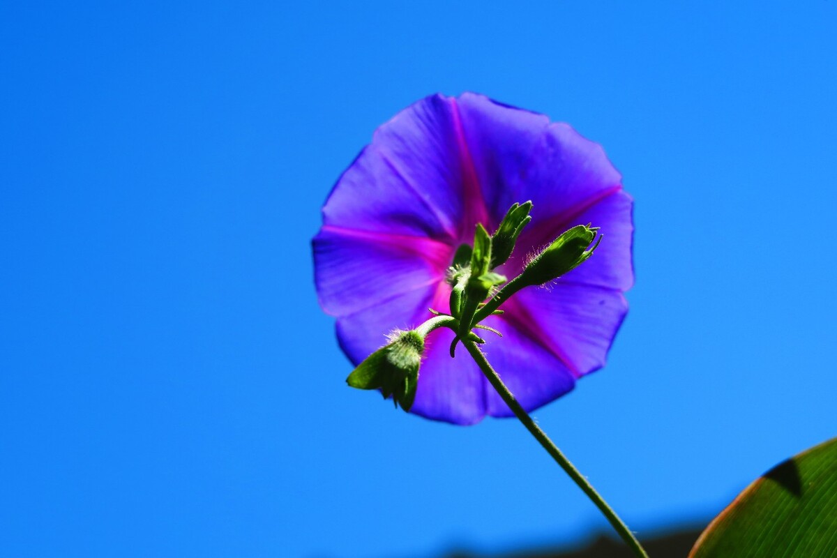 牵牛花