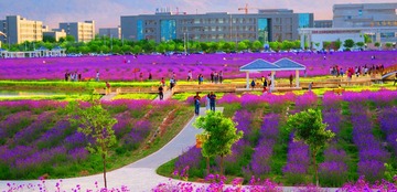 紫金花基地