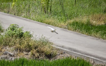 IMG_0576_1