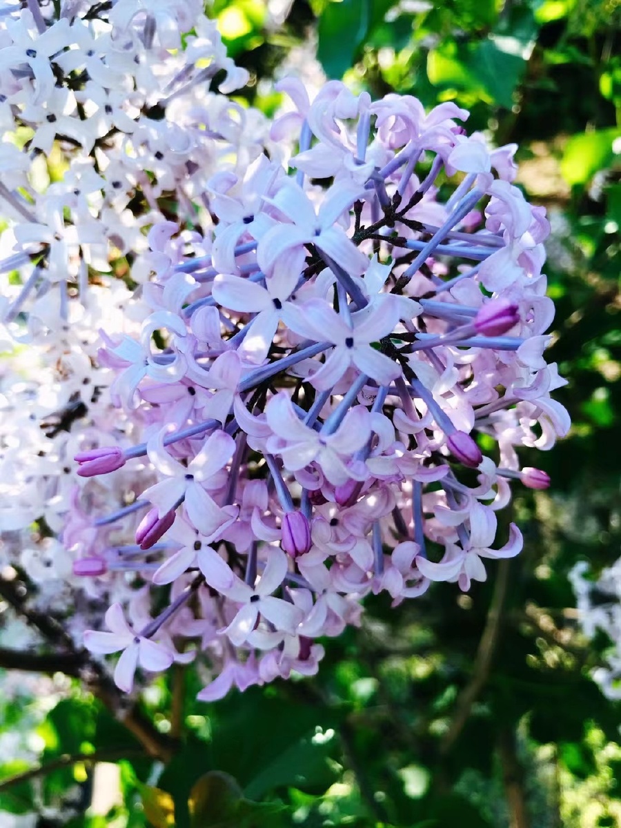 哈尔滨的市花丁香