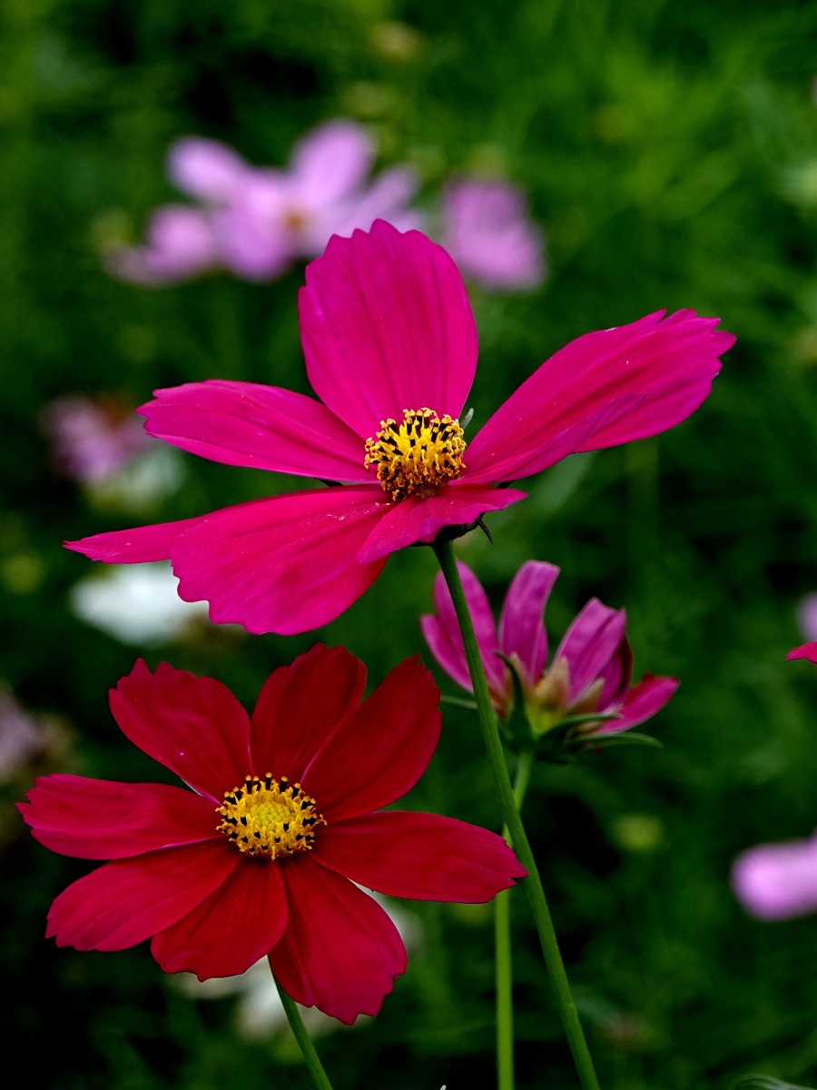 洋名波斯菊藏区称呼格桑花北方又称扫帚梅此时花开的正旺花胜在简单