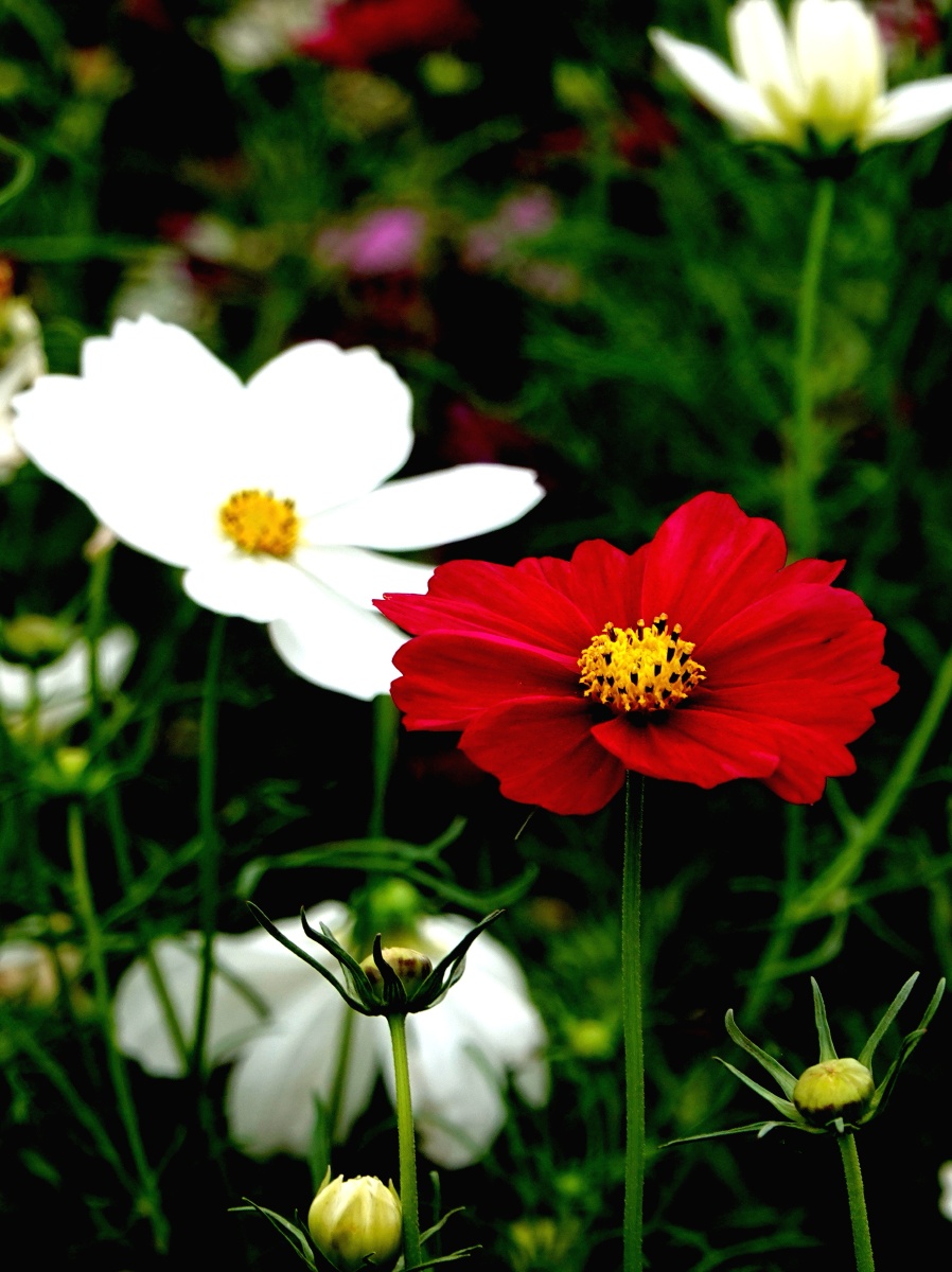 洋名波斯菊藏区称呼格桑花北方又称扫帚梅此时花开的正旺花胜在简单
