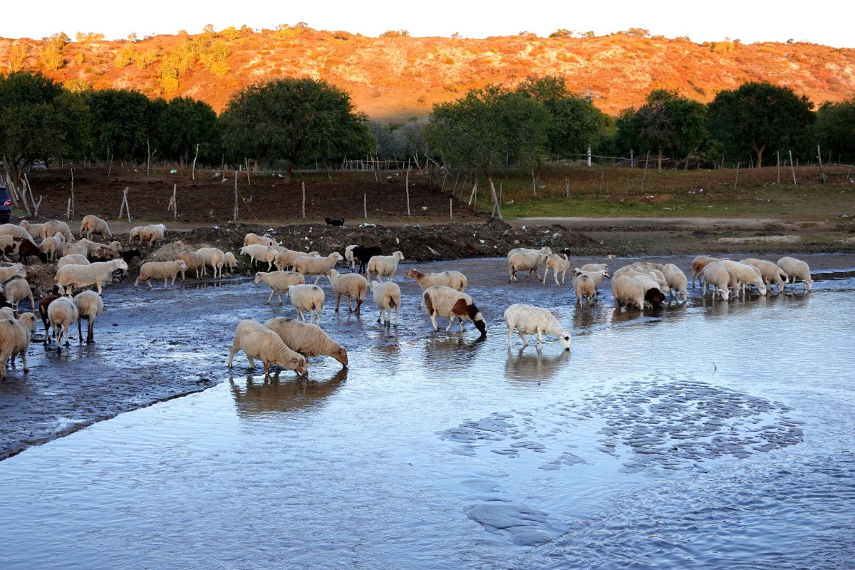 金秋坝上草原清晨羊儿在海边饮水