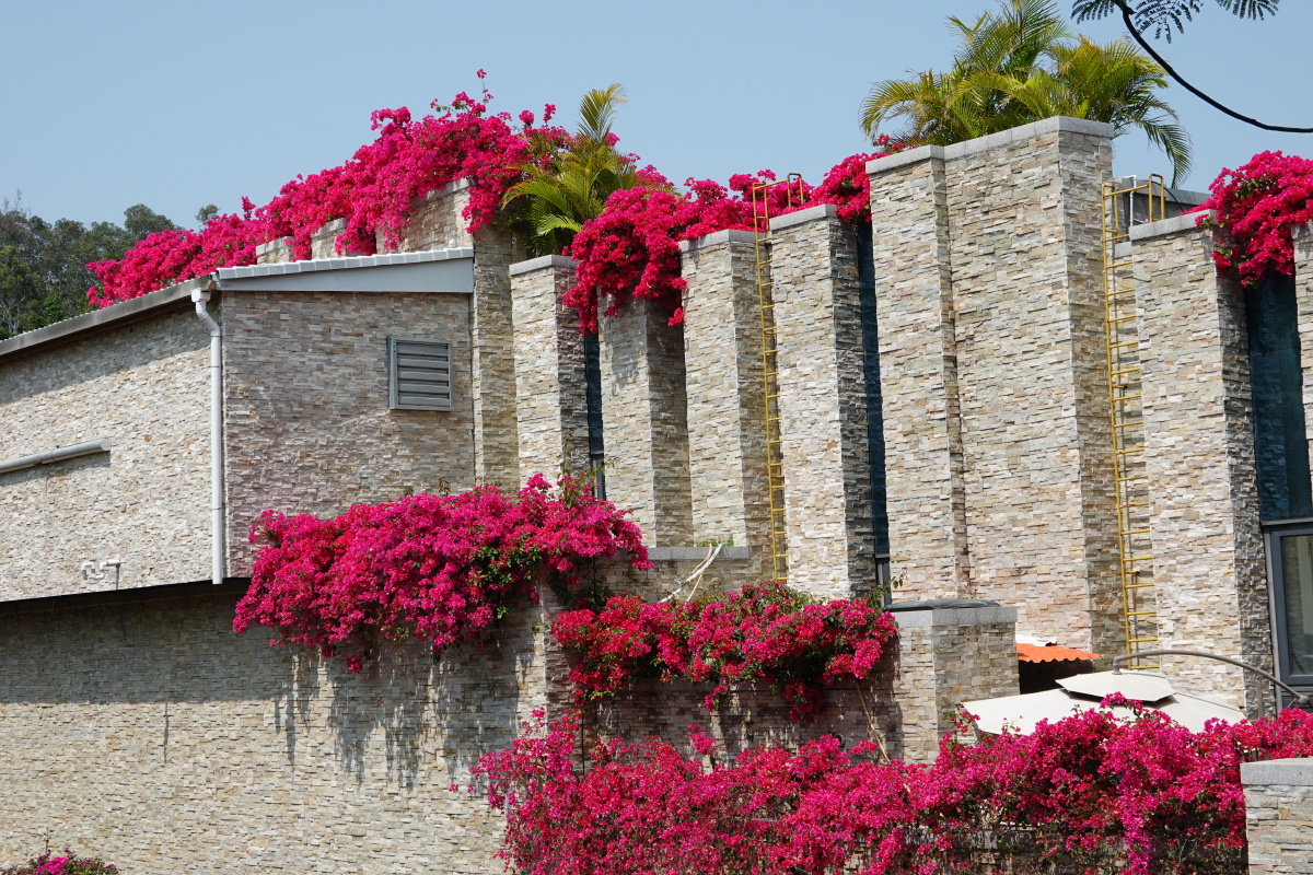 《花墙》三角梅#植物#建筑物#石墙#管风琴博物馆#鼓浪屿#灿烂的#鲜花