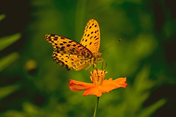 _DSC0922--jpg