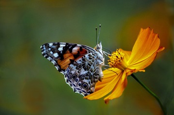 DSC_0337---jpg.