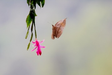 DSC--5447