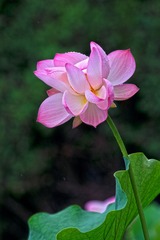 DSC--8279
