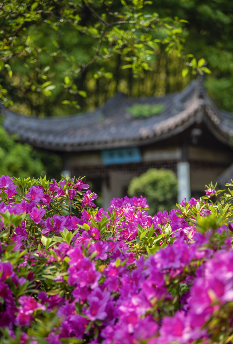 锡惠中国杜鹃园