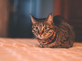 10525