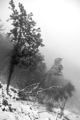 _XUE4386