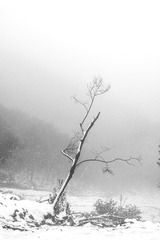 _XUE4379