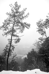 _XUE4436