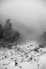 _XUE4385