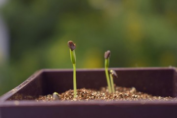 CSC_0056