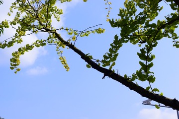 CSC_1526