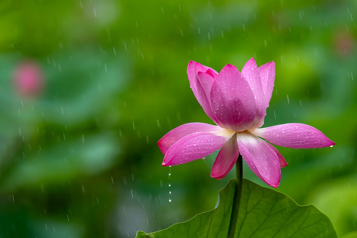 雨中的荷花
