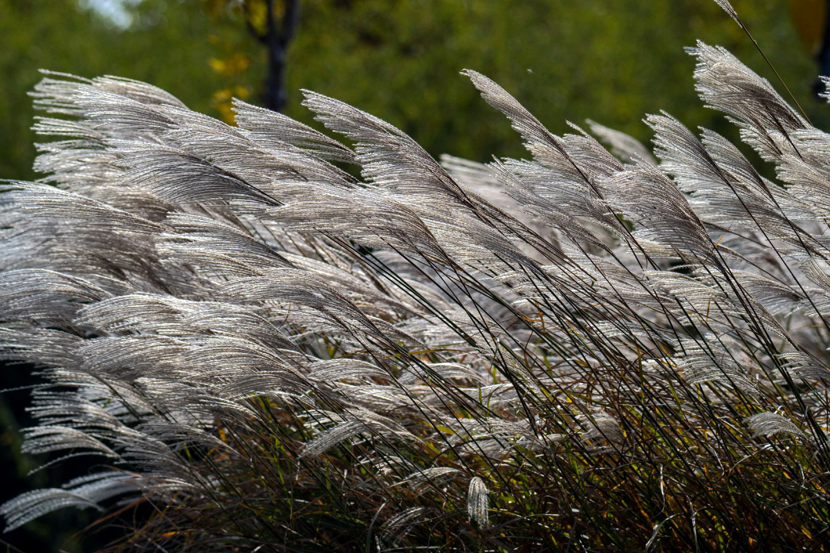 深秋的荻草花