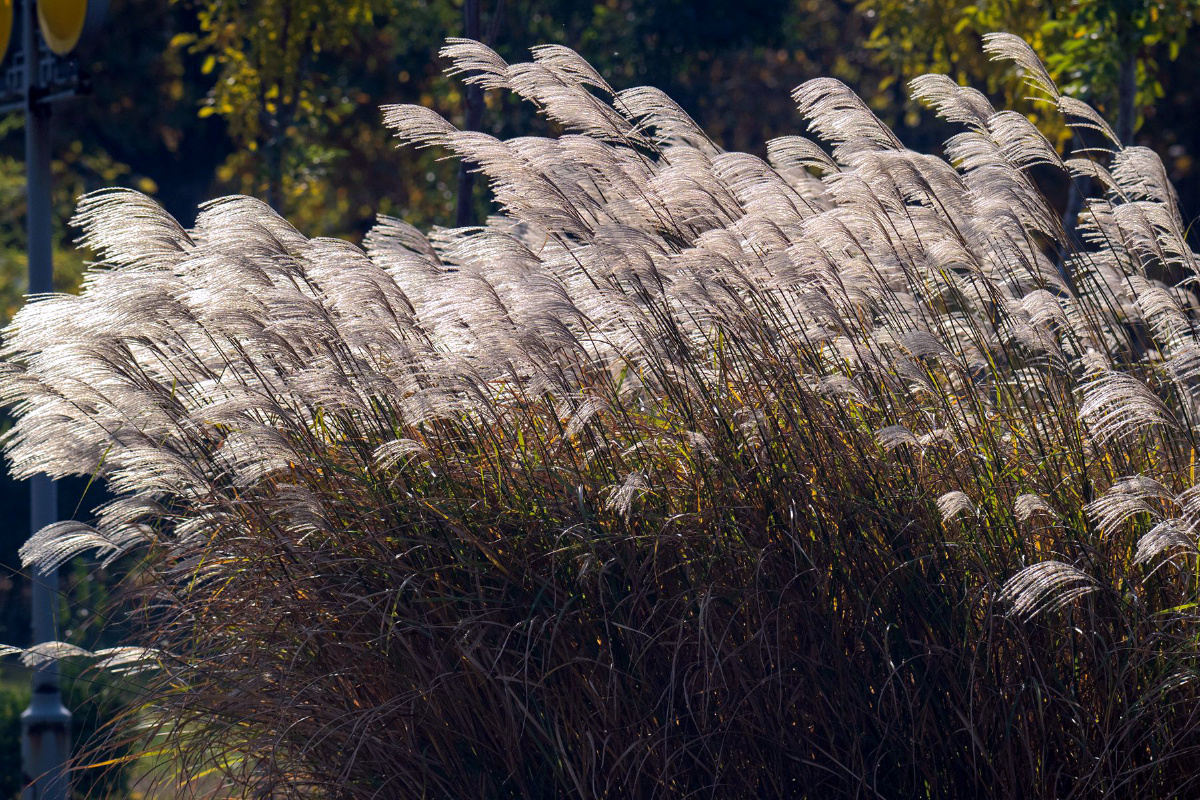 深秋的荻草花