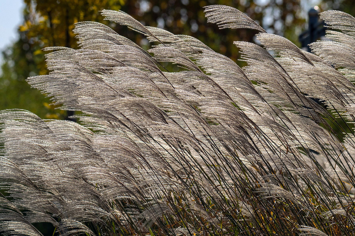 深秋的荻草花