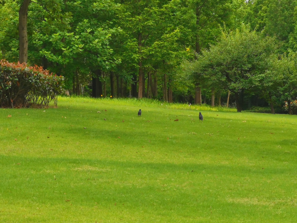 公园一角,绿色的草坪和树木,还有两只八哥. - happy爸爸之大道自然 - 