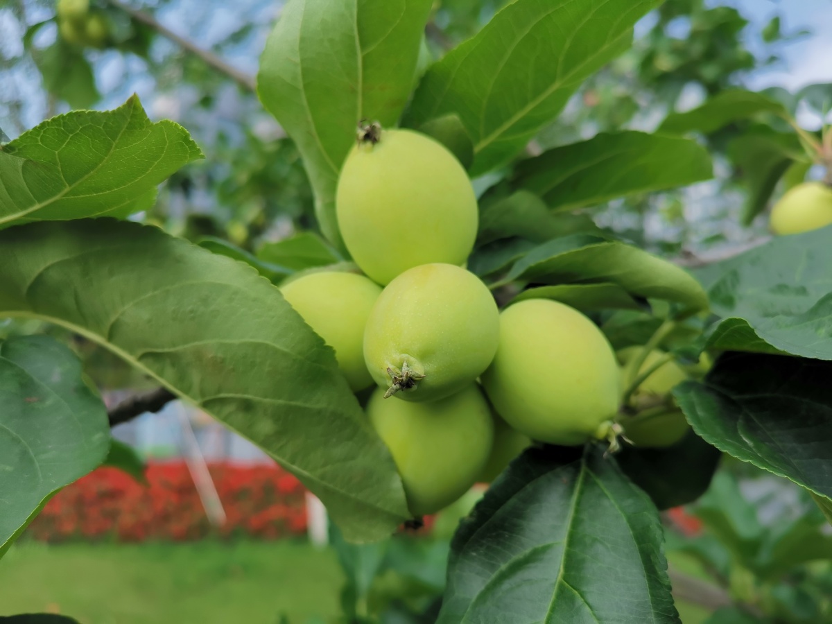 这是什么果实绿油油的一簇一簇的