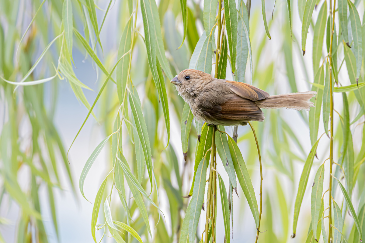 棕头鸦雀柳树枝上觅食