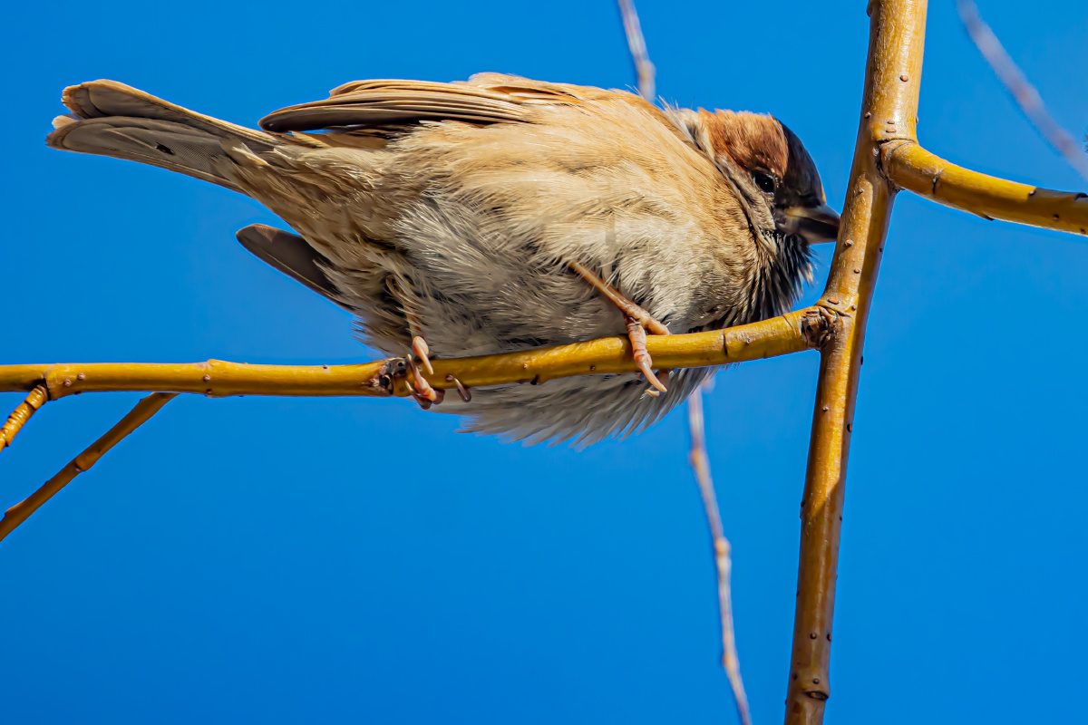 麻雀炸毛背景蓝天天气不错