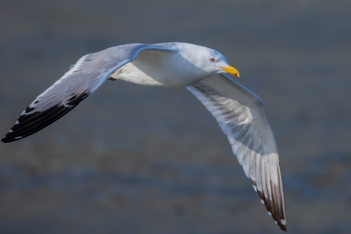 西伯利亚银鸥空中飞行