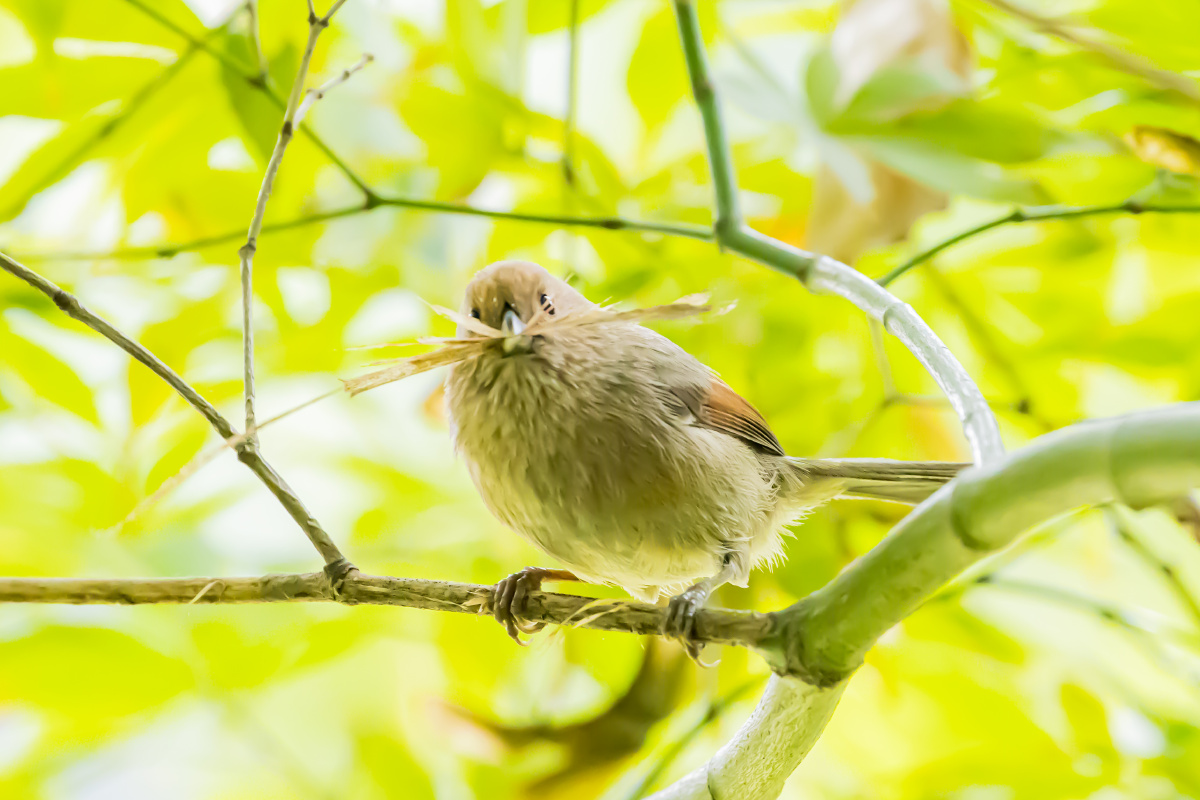 棕头鸦雀这是准备筑窝了