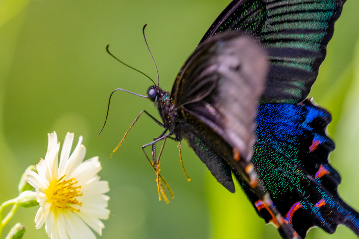 蝴蝶采蜜腿上沾满了花粉呢