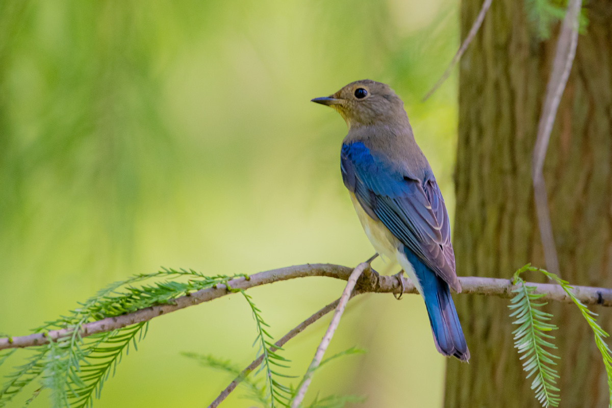 白腹蓝鹟亚成鸟枝头远眺