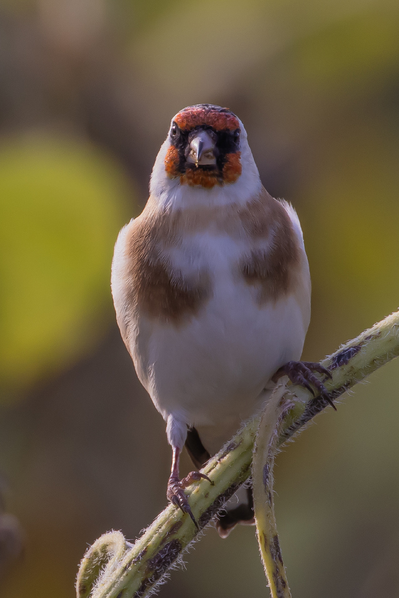 红额金翅雀正面标准照