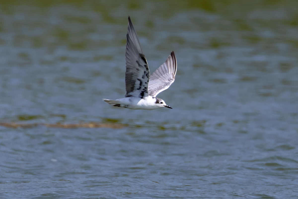 白翅浮鸥水面上飞行